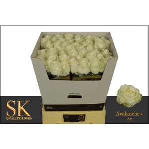 R Gr Avalanche White Diamond A2 SK
