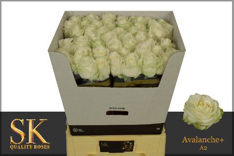 <h4>R Gr Avalanche White Diamond A2 SK</h4>