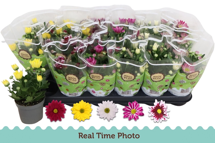 <h4>CHRYS GEM 5 KL</h4>