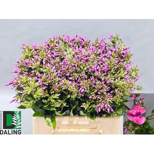PHLOX P PINK EYES
