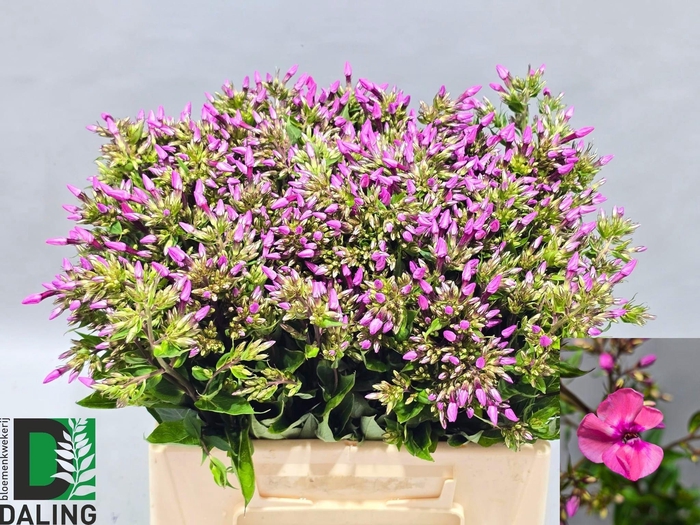 <h4>PHLOX P PINK EYES</h4>