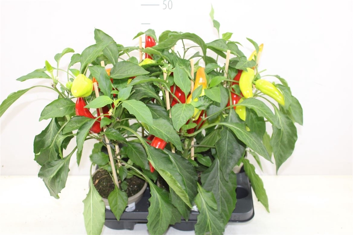 Peper Planten