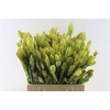 Leucad Procerum Spray
