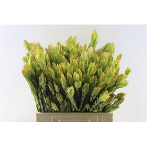 Leucad Procerum Spray