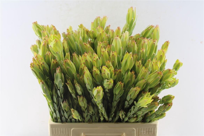 <h4>Leucad Procerum Spray</h4>