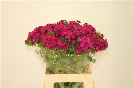 <h4>Di Barb Am Neon Cher</h4>