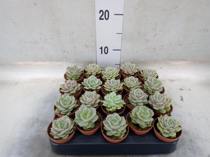 <h4>Echeveria ...</h4>