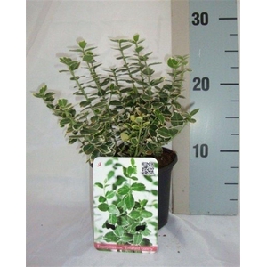 Euonymus fortunei 'Emerald Gaiety'