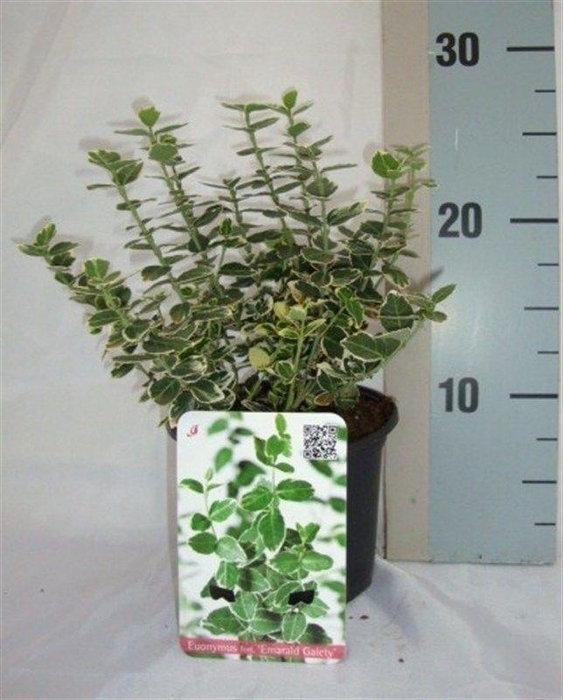 <h4>Euonymus fortunei 'Emerald Gaiety'</h4>