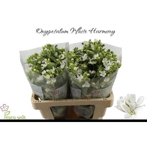 Oxy Co Perf Whi Harm