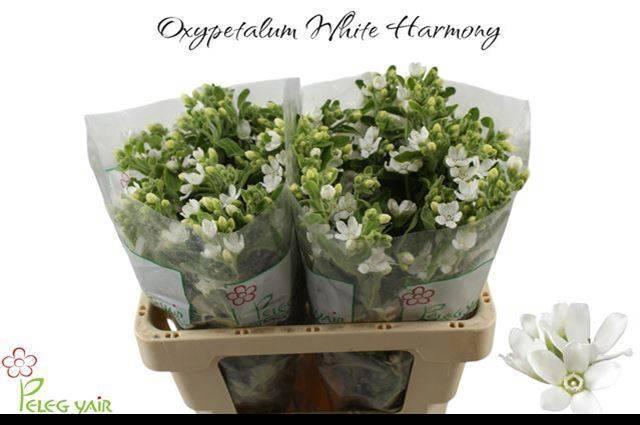 <h4>Oxy Co Perf Whi Harm</h4>