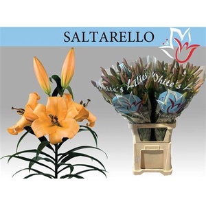 Li Ot Saltarello
