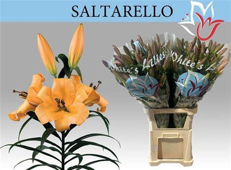 <h4>Li Ot Saltarello</h4>