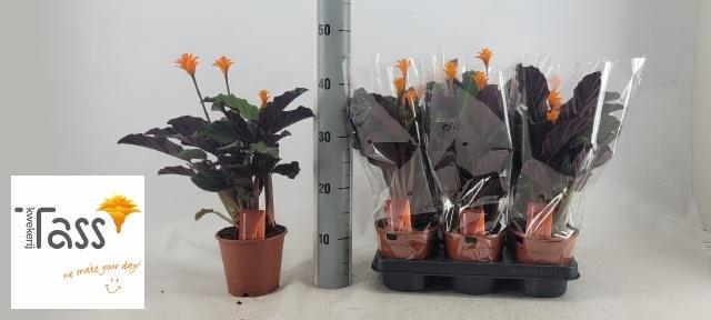 <h4>CALAT CROCATA</h4>