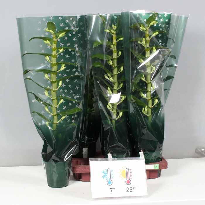 <h4>DENDR N SC APOLLON</h4>