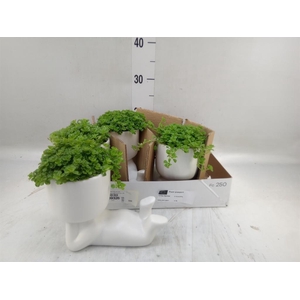 Arr.   Kamerplant Groen L%