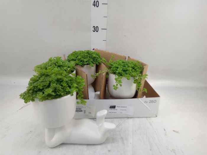 <h4>Arr.   Kamerplant Groen L%</h4>