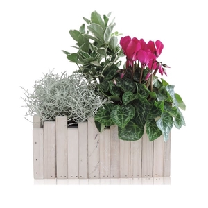 Collectie Anna Arrangement in Houten Bak Rechthoek 24 cm