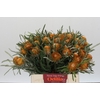 Banksia Dryandra