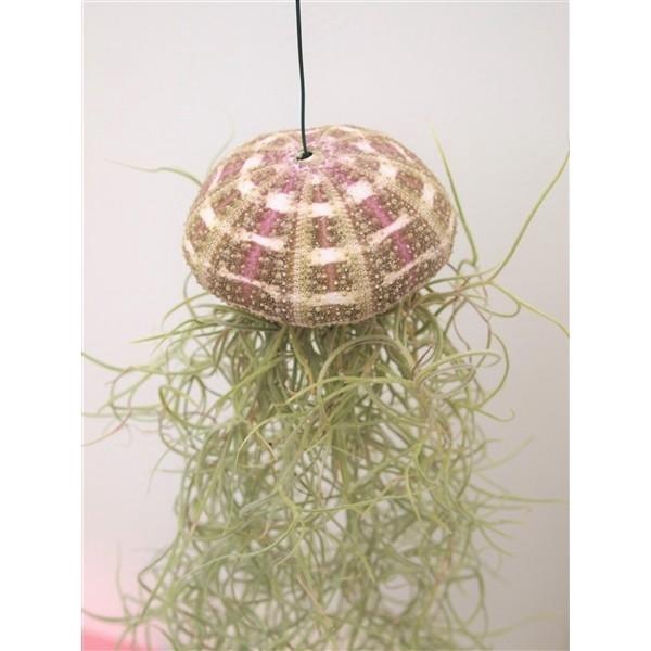<h4>Tillandsia Zee-egel</h4>