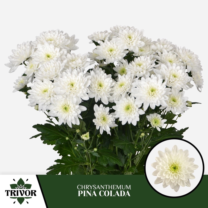 <h4>Chr T Pina Colada Trivor</h4>