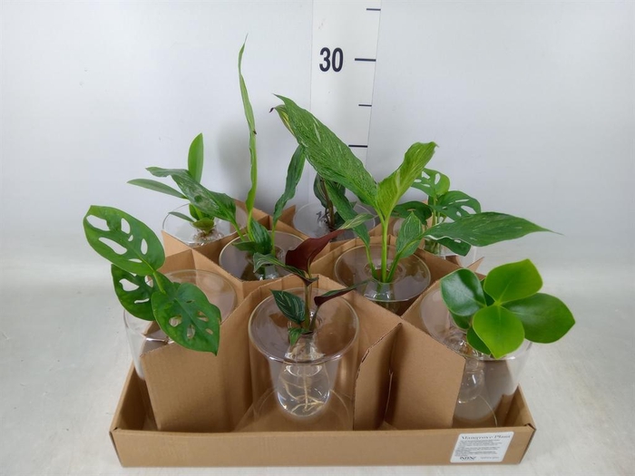 <h4>Planten  ..mix</h4>