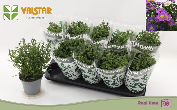 <h4>ASTER NB OV</h4>