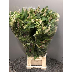 Phytolacca
