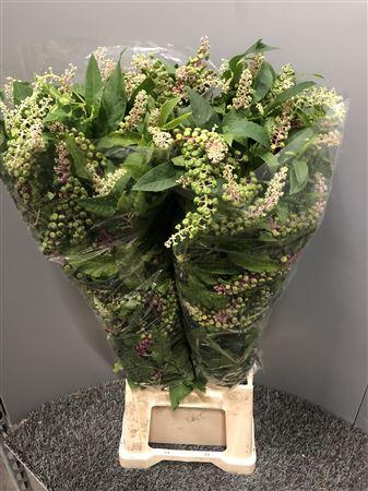 <h4>Phytolacca</h4>