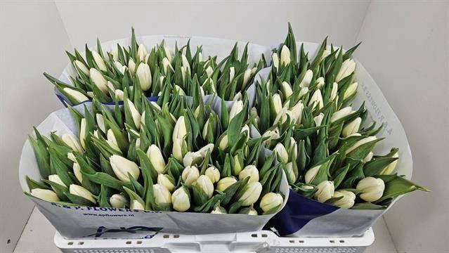 <h4>TU EN WHITE PRINCE</h4>