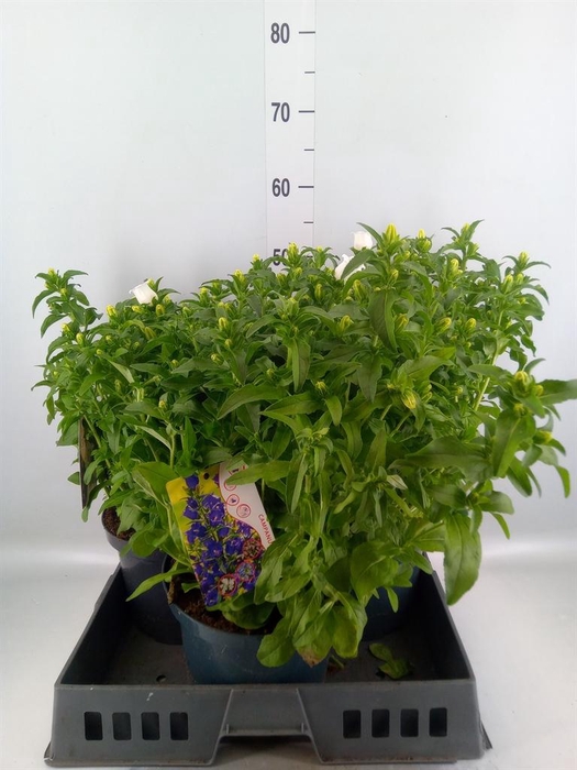 <h4>Campanula medium 'Appeal White'</h4>