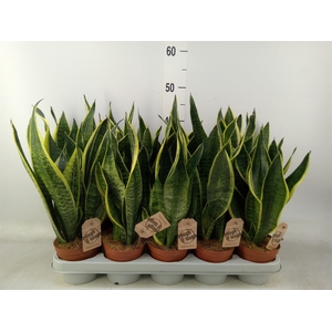 Sansevieria trifa. 'Futura Superba'