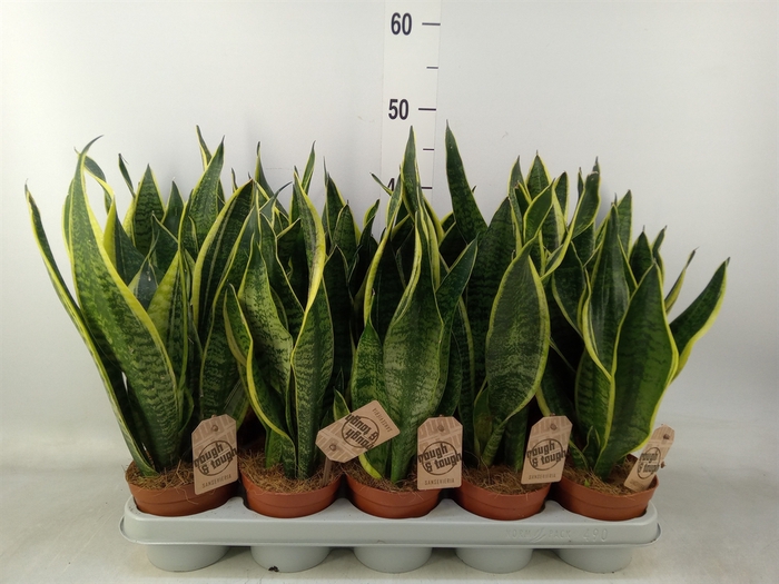 <h4>Sansevieria trifa. 'Futura Superba'</h4>