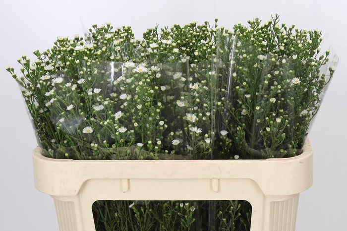 <h4>Aster Paquita</h4>