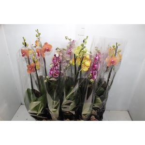 PHALAENOPSIS P12 2 HT PREMIUM