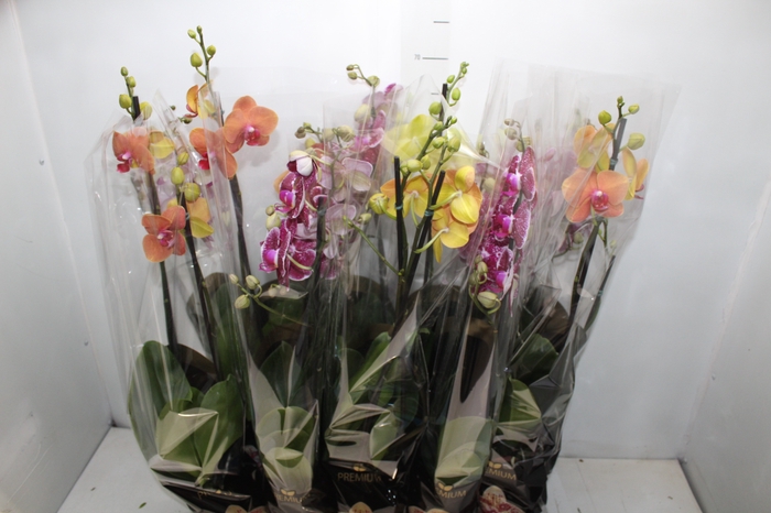 <h4>PHALAENOPSIS P12 2 HT PREMIUM</h4>