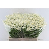 Tanacetum Single Vegmo