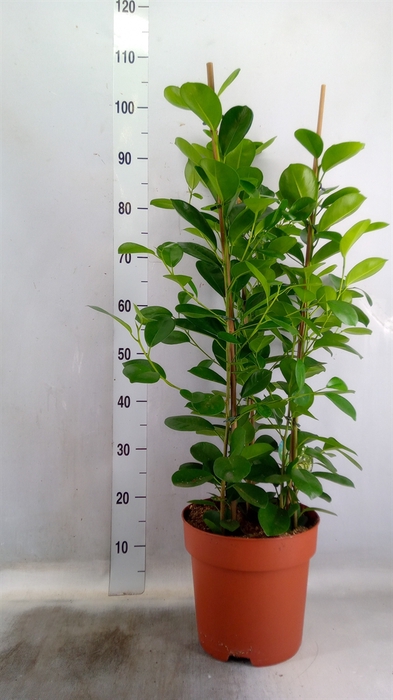 <h4>Ficus microcarpa 'Moclame'</h4>