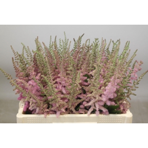 Astilbe Glitter And Glamour
