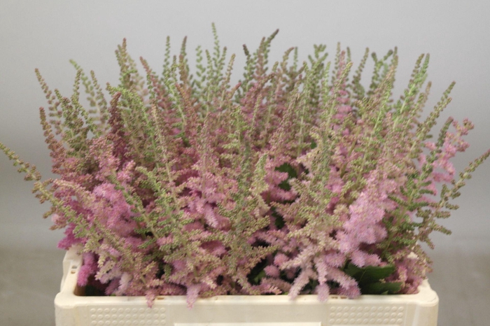 <h4>Astilbe Glitter And Glamour</h4>