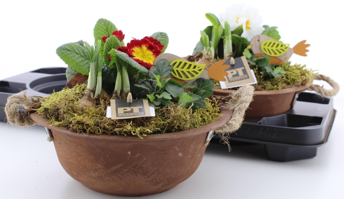 <h4>ARR PL IN SCHAAL</h4>