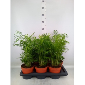 Chamaedorea elegans