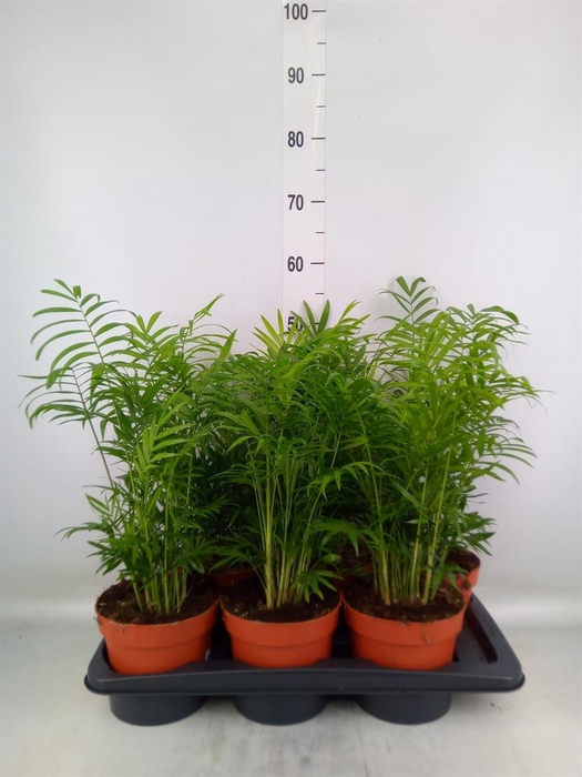 <h4>Chamaedorea elegans</h4>