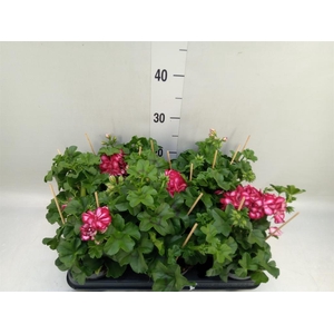 Pelargonium pelt.   ...