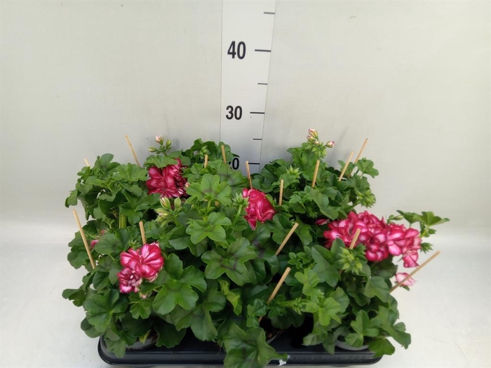 <h4>Pelargonium pelt.   ...</h4>