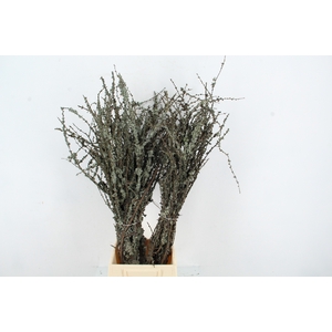 LARIX STEMS PER BUNCH 70CM EXTRA