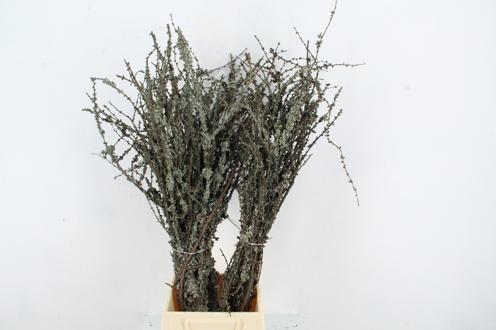 <h4>LARIX STEMS PER BUNCH 70CM EXTRA</h4>