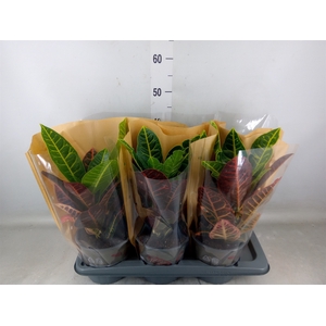 Codiaeum var. GR 'Petra'