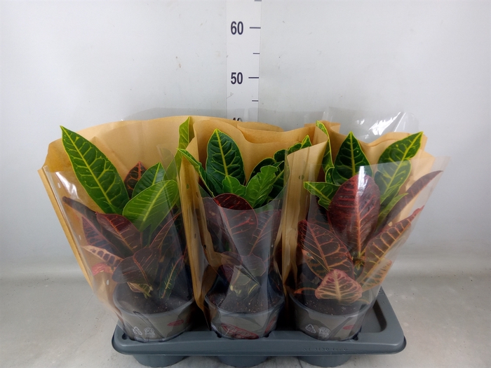 <h4>Codiaeum var. GR 'Petra'</h4>
