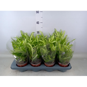 Pteris cretica 'Albolineata'